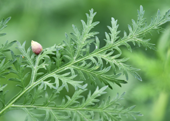 Artemisia annua extract