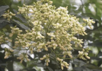 Quercetin